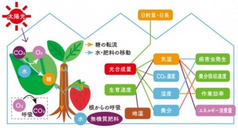 光合成を最大化させる栽培環境の制御